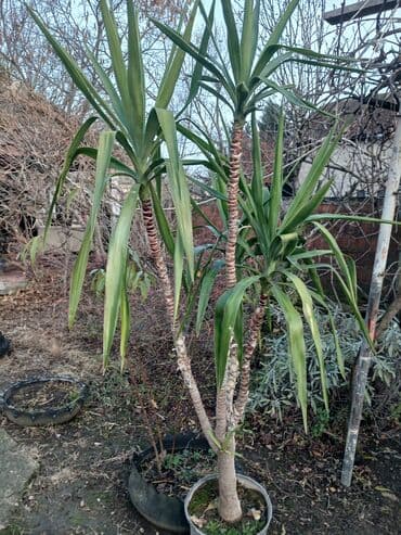 prekrivac za bazen 366x76: Juka (Yucca) u saksiji – višestabla, visoka dekorativna biljka - — 2