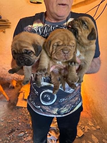 Pets & Animals: Na prodaju prelepi štenci bordoške doge. U ponudi 3 ženke i 2 mužjaka — 3