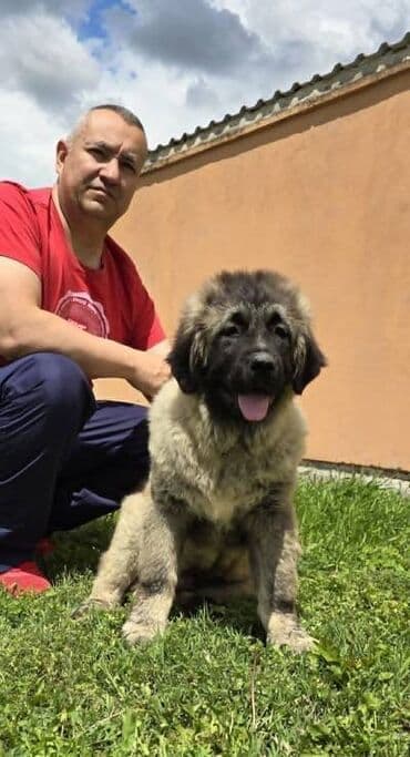 psi pomeranci na poklon: Kavkaski ovčar štenci Odgajivacnica Petar Veliki FCI 4469 sa preko — 3