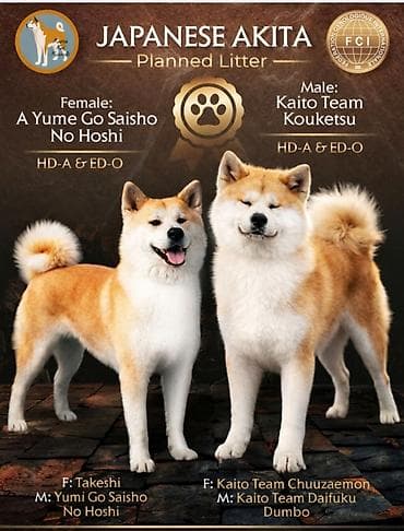 AKITA INU – VRHUNSKO FCI LEGLO | KUMA KAI KENNELS Odgajivačnica Kuma