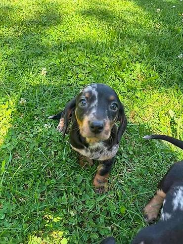 maltipoo na poklon: Merle jazavičar štenci Na prodaju štenci merle jazavičar, oštenjeni — 10