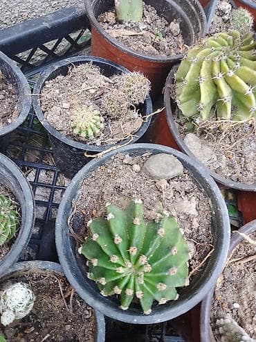 forma ideale sto i stolice za terasu: Kolekcija kaktusa – više vrsta u saksijama - Opuntia (indijska — 8