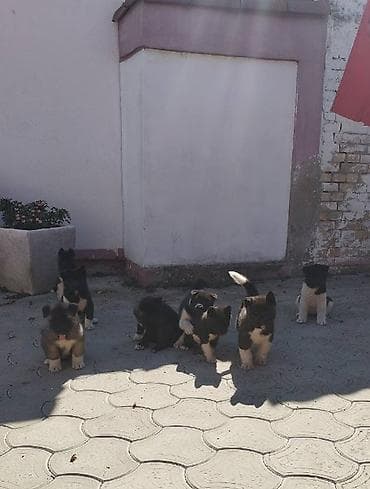 polovni kavezi za zeceve: Američka Akita, štenci Na prodaju štenci američke Akite. Štenci su — 3