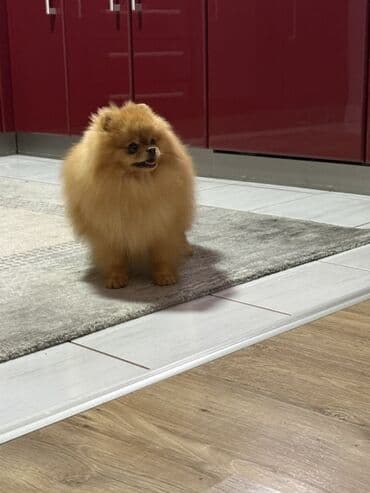 muško ili žensko mače: Pomeranac muski star 11 meseci — 2