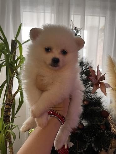 pudla oglasi: Pomeranac štene – bela boja - Presladak, pahuljast pomeranac sa — 2