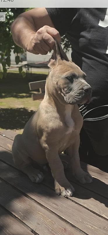 seat pets: Odgajivačnica Cane Corso Magnum Imperium nudi na prodaju prelepe — 4