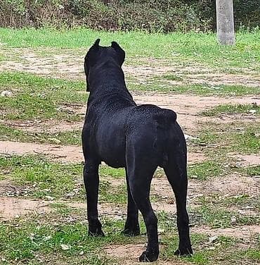 mops na poklon: Na prodaju prelep mužjak Cane Corso, star 2,5 godine. Socijalizovan — 4