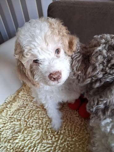 mali psi za stan: Štenci kovrdžavog, male veličine, bele i braon boje - — 3