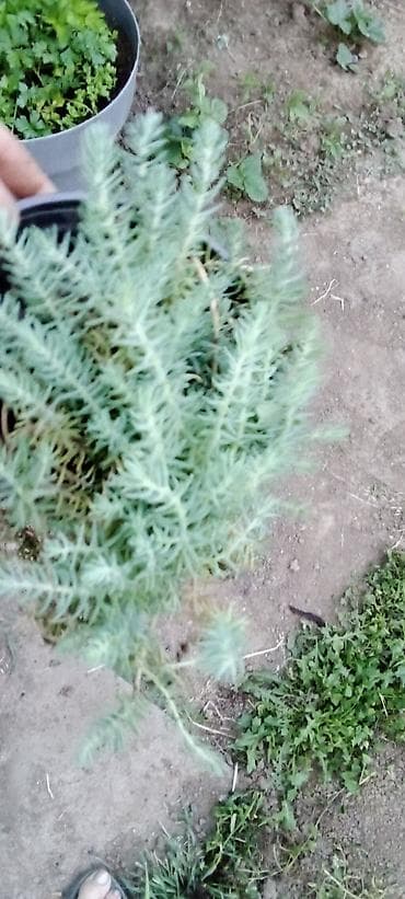 japanski amarilis cena: Sedum rupestre ‘Angelina’ – puzava sukulentna perena - Brzorastuća — 1