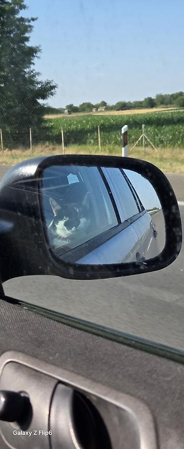 ptice na poklon: Pet shop “Maza & Nera” – sve za ljubimce na jednom mestu Pored — 3