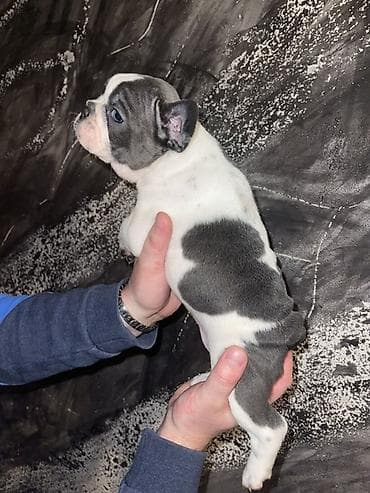 pomeranac mali psi za stan na poklon: Francuski buldog štenci – merle i bele šare, plave oči - Rasa — 8