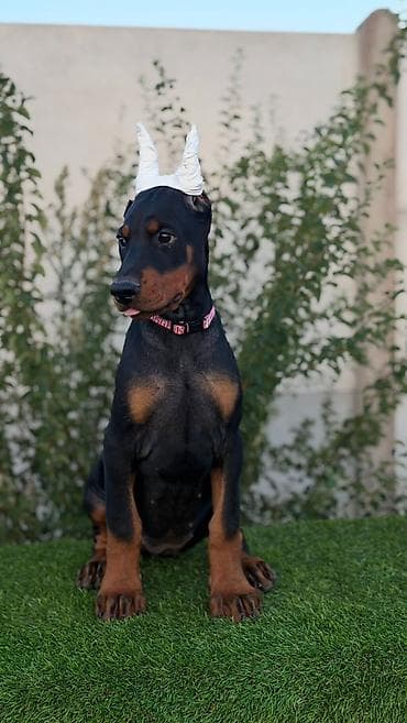 labrador na poklon: Doberman ženka Dark Imperium doberman kennel Oštenjena 27.05 — 1