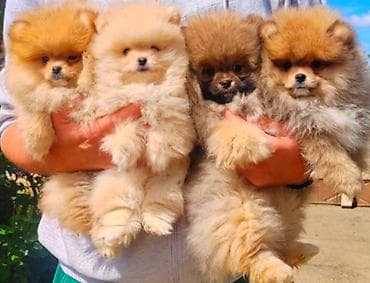 Najlepsi Pomeranci Boo samo u Pom_Hash_Starsu, bebe najkrace njuskice