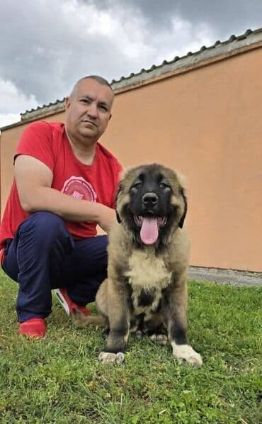 psi pomeranci na poklon: Kavkaski ovčar štenci Odgajivacnica Petar Veliki FCI 4469 sa preko — 2