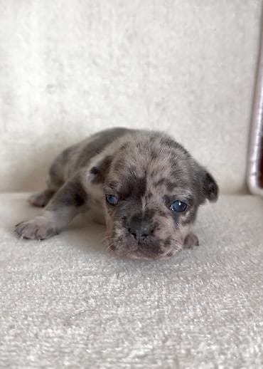 Pets & Animals: Dostupni stenci francuskog buldoga za rezervaciju! Naši štenci — 4