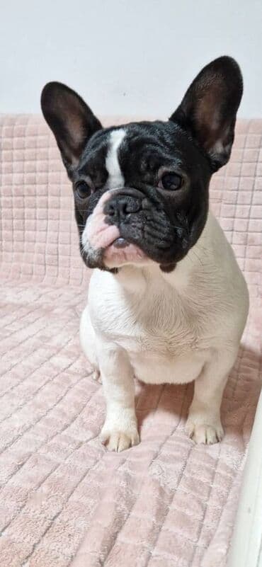 Psi: Stenci stari 6 meseci,iz odgajivacnice Bresye Frenchie, gajeni u — 4