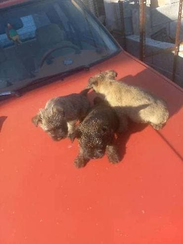 velika pudla stenci: Kern terijer štenci NOVO! Na prodaju štenad vrlo retke i umiljate rase — 3