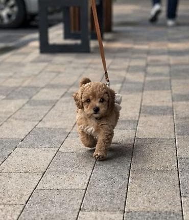 crni staford slike: Maltipoo vrhunske genetike u registrovanoj odgaivacnici Bahu Djokovic — 3