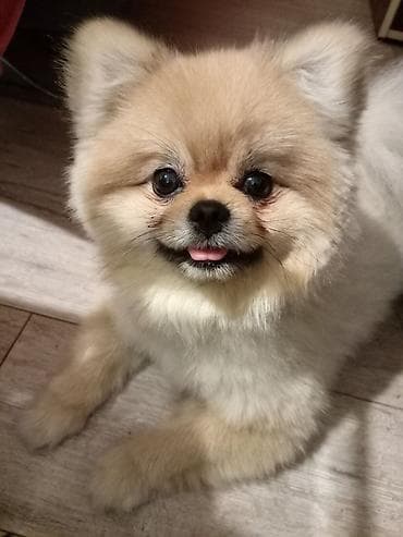 psi poklon: Pomeranac (Spitz) – prelep, kompaktan ljubimac - Rasa: patuljasti — 2