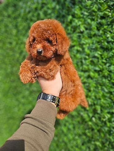 teacup psi cena: U ponudi crvene patuljaste pudle, spremne za preuzimanje. Dostupna oba — 7