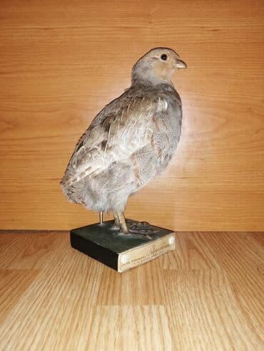 Preparirana ptica — 2