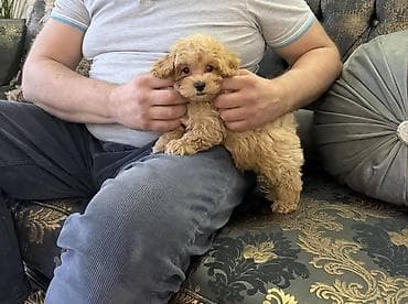 crni staford slike: Maltipoo vrhunske genetike u registrovanoj odgaivacnici Bahu Djokovic — 4