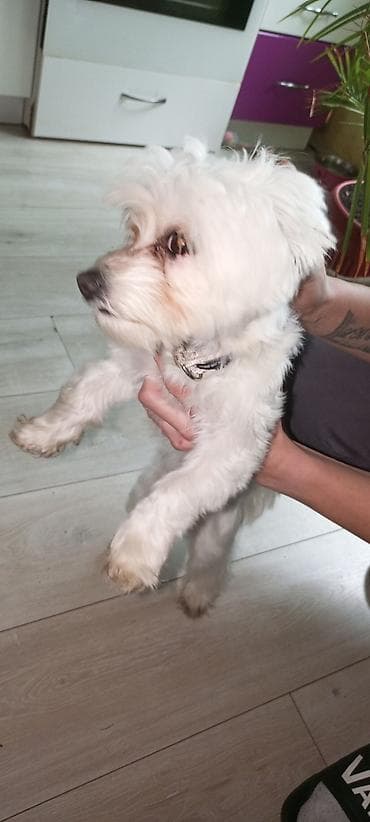 pas pomeranac slike: Mali pas rase tipa maltez (beli), teška 3 kg ne raste više ima god — 8