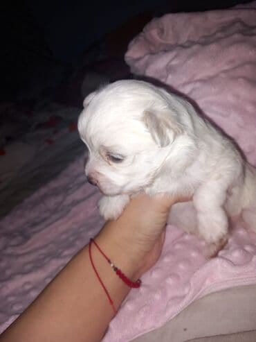 Malo belo štene – rase maltezer/pudl tip (toy veličina) - Starost — 2