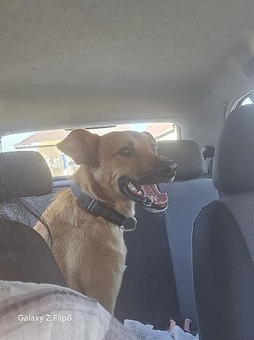 ptice na poklon: Pet shop “Maza & Nera” – sve za ljubimce na jednom mestu Pored — 5