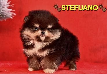 Sweatpants: Pomeranac Boo. NOVO! Ekskluzivni dugo ocekivani stenci pomeranca u — 5