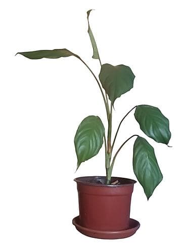prodajem drvo limun: Sobna biljka Aglaonema Modestum) u saksiji fi 17cm, visina 70cm - — 3