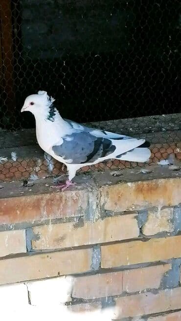 Oprema za kućne ljubimce: Beloglavi Mavijan izležen preko parenja Blek, Čava, Vasiljević — 9