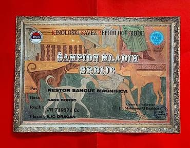 mops na poklon: Na prodaju prelep mužjak Cane Corso, star 2,5 godine. Socijalizovan — 8