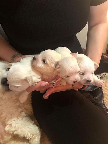 french bulldog psi: Na prodaju stenci maltezeri majka je mini otac patuljasti cistokrvni — 5