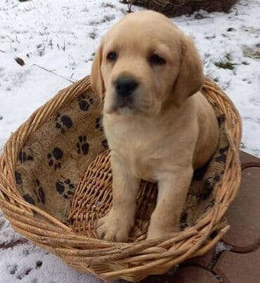 pudlice na prodaju: Labrador štenci na prodaju u žutoj i crnoj boji, oba pola u ponudi — 4