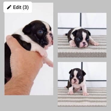 pudlice na prodaju: Boston terrier kennel Srcky's Fci 3759 osnovana 1997 oglasava za — 2