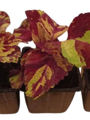 Semena i sadnice: Koleus (Coleus blumei) – ukrasna biljka sa šarenim lišćem - Vrsta — 2