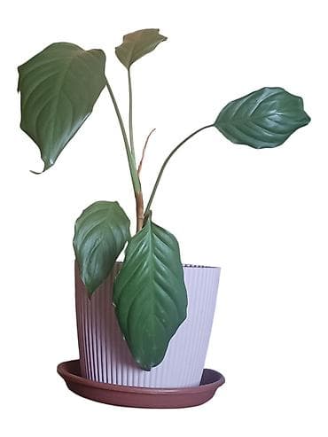 persijski štit: Sobna biljka Aglaonema modestum u saksiji fi 17cm, visina oko 50cm - — 2
