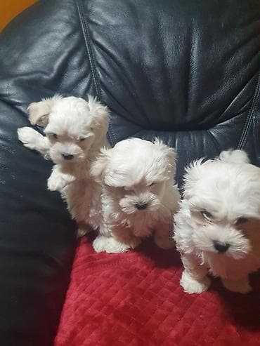 Psi: Štenci maltezera spremni za preuzimanje — 2