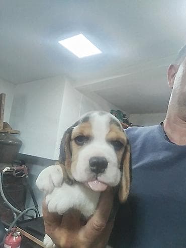 labrador stenci bez papira: Na prodaju 2 zenke 1 zenka. Ostenjeni 11 aprila 2025. Majka AZRA is — 3