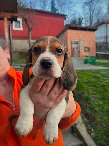 cane corso srbija: Bigl štenci Prodajem prelepe rasne štence rase Bigl, oštenjene — 1