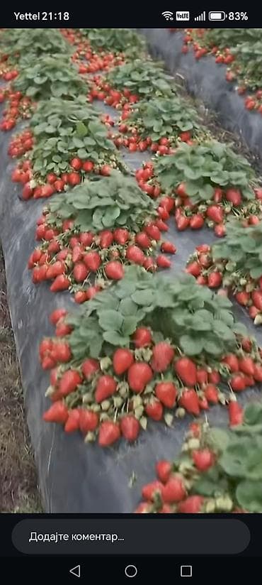 seme kikirikija za sadnju cena: Sadnice jagode – visokoprinosne, krupne i slatke - Profesionalno — 1