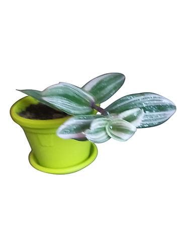 plafonski lusteri za dnevnu sobu: Tradescantia Nanouk (Tradescantia albiflora ‘Nanouk’) – ukrasna sobna — 3