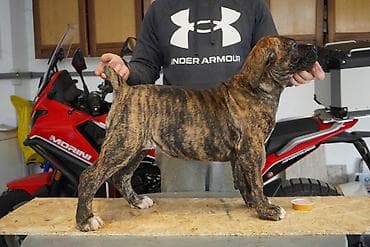 Psi: Sa ponosom predstavljamo vrhunske štence rase Južnoafrički mastif – — 2