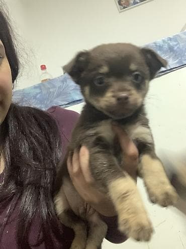 braon pudlica: Decak malog rasta – braon sa krem oznakama rasa majka dugodlaka civava — 1