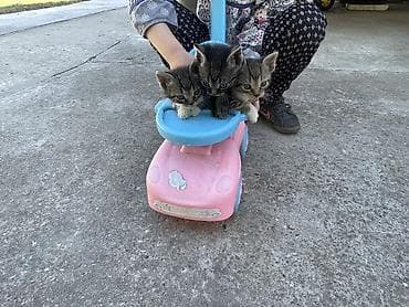 britanska kratkodlaka mačka poklanjam: Poklanjam mačiće 2 zenke ( belo-zelene ) i jednog muzjaka zelen — 2