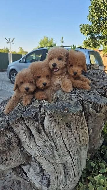 mini maltezer slike: Pudle prelepi kučići Na prodaju pudle, prelepi kučići, mužjaci, rođeni — 5