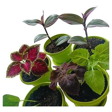 visece biljke: - Raznolik set dekorativnih sobnih biljaka - Tradescantia zebrina — 2