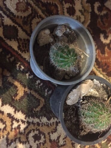 aloja kaktus: Kaktusi 100 dinara — 1