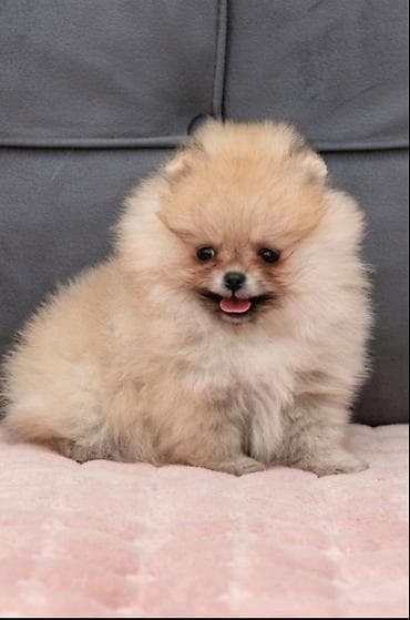 labrador stenci prodaja: U ponudi dva steneta Pomeranca starosti 2 meseca. Muzjak i zenka — 6